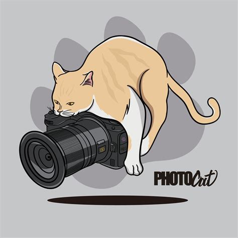 potocat|free images cat.